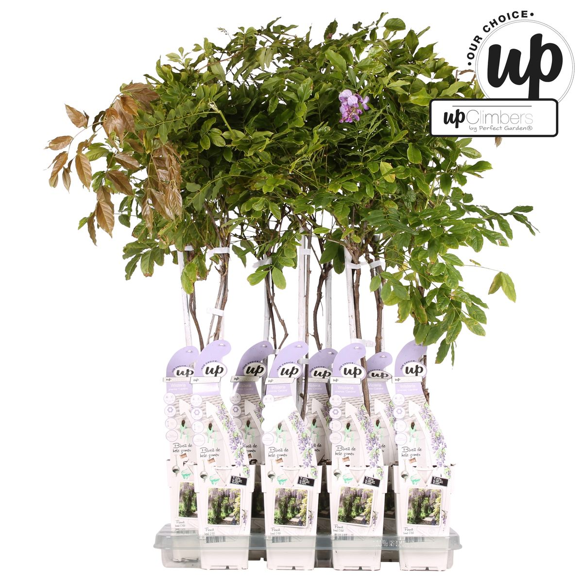 Wisteria sinensis Caroline - Purpurner Regen - Ø15cm - ↕65cm