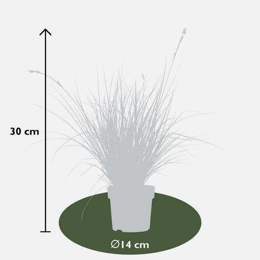 5x - Carex mix - ↨30cm - Ø14
