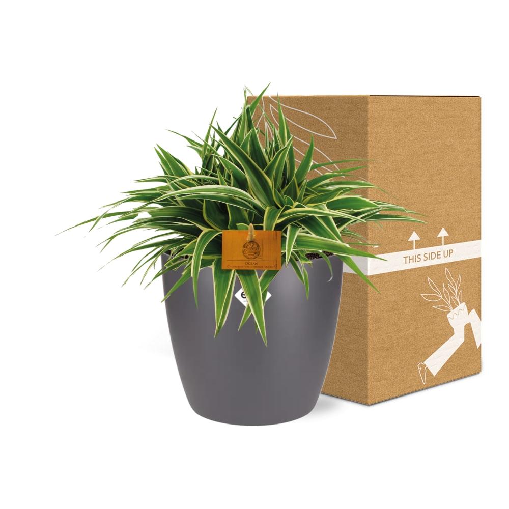 Chlorophytum Ocean 15cm in ELHO brussels 16cm round anthracite