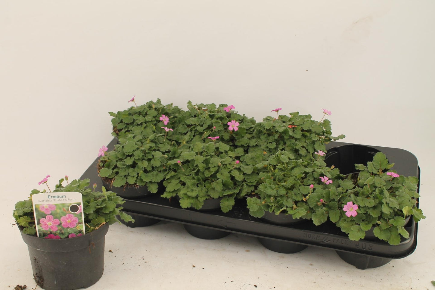 Erodium - Øcm - ↕1cm