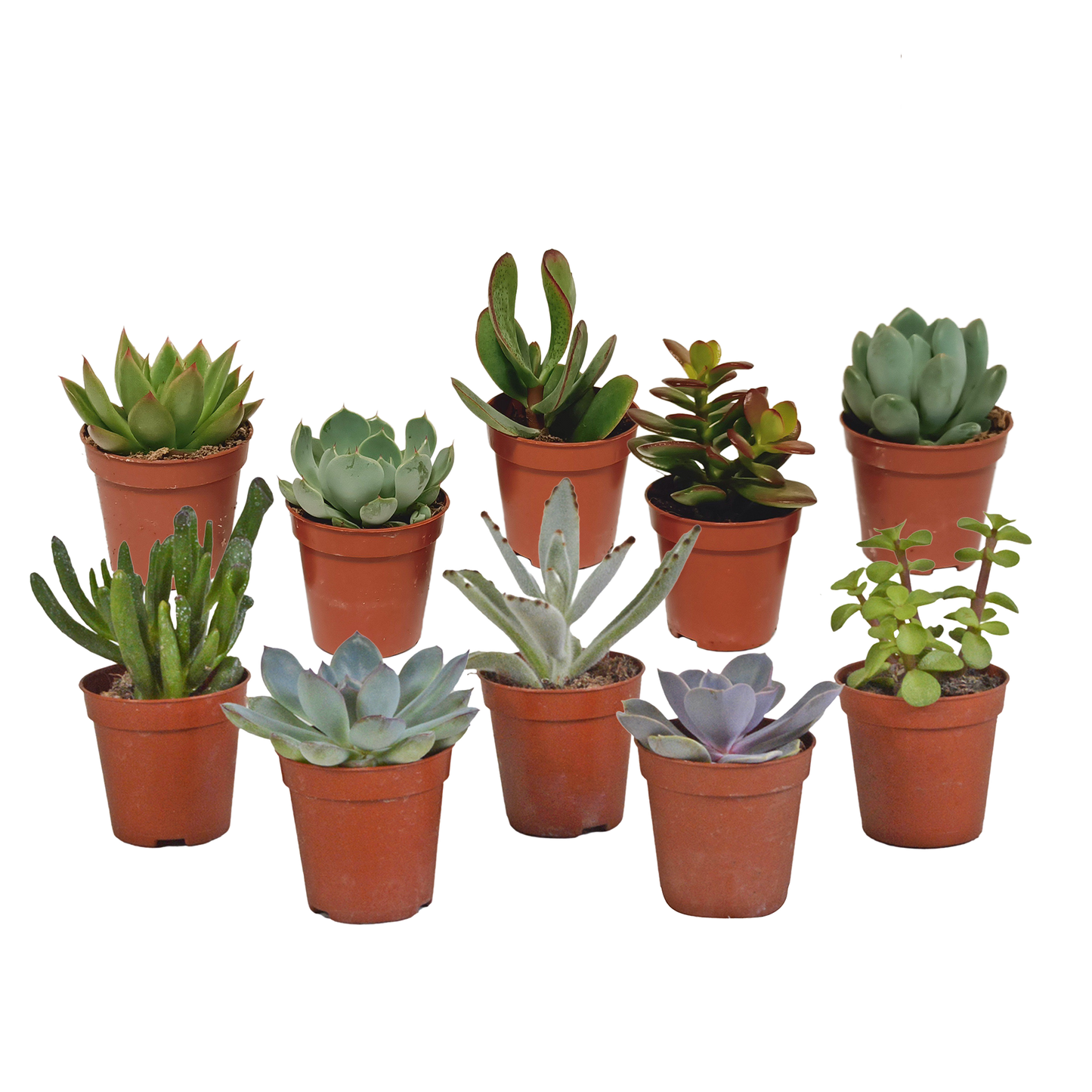 Vetplanten-Mischung 5,5 cm - 10x - zonder pot