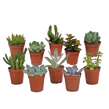 Vetplanten-Mischung 5,5 cm - 10x - zonder pot
