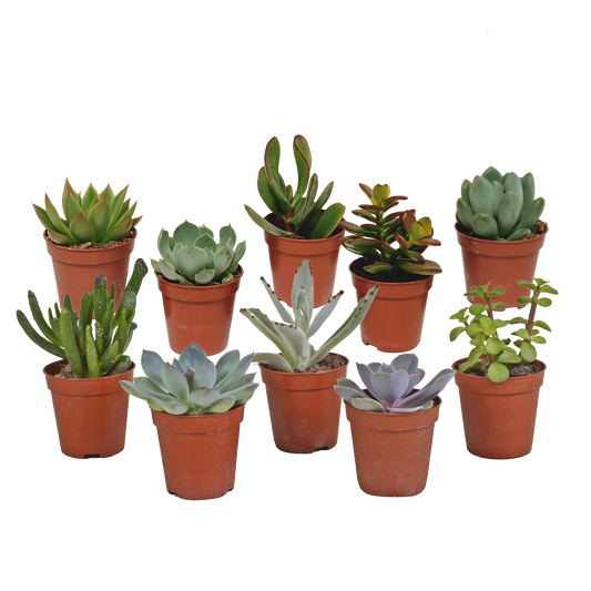Vetplanten-Mischung 5,5 cm - 10x - zonder pot