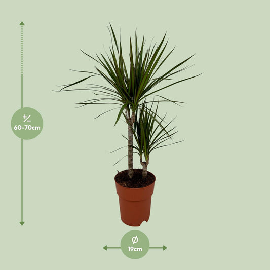 Dracaena Marginata Bicolor - Ø19cm - ↕70cm