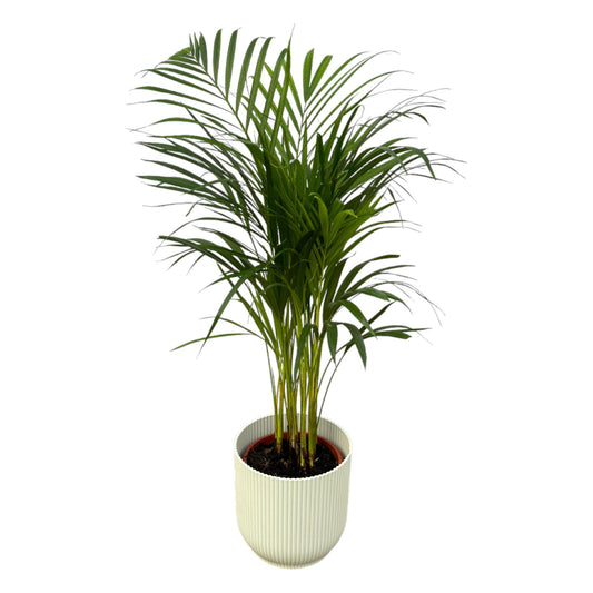 Goldfruchtpalme 85 cm mit Elho Übertopf – Areca-Palme