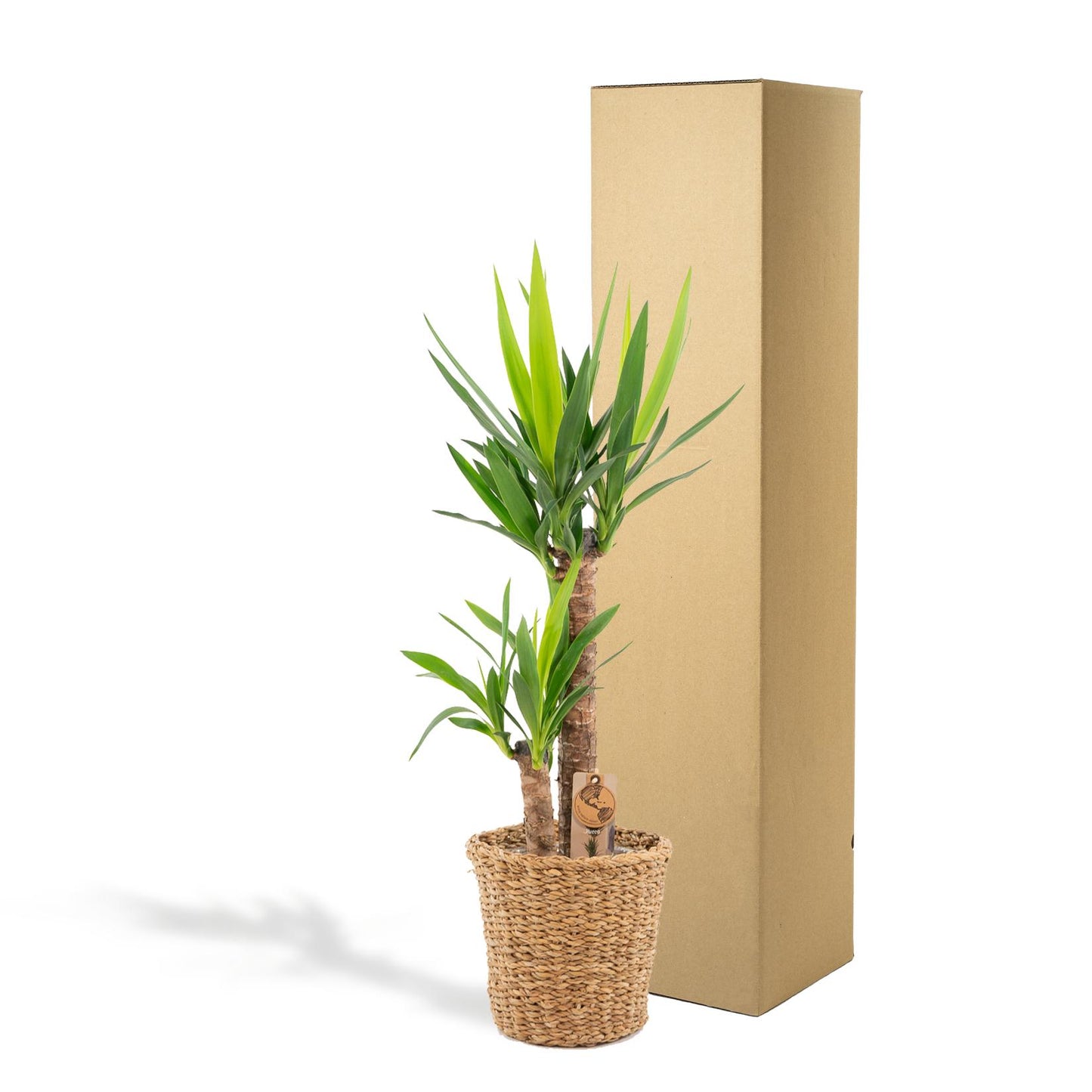 Yucca Palme 100 cm im Korb – Pflegeleicht & Stilvoll