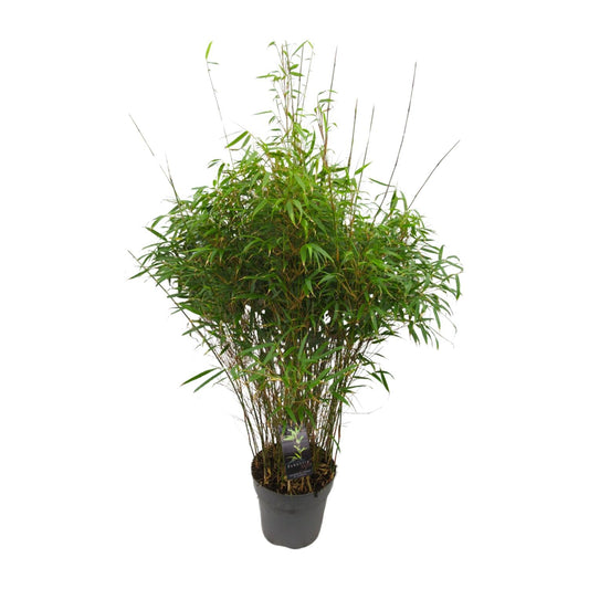 Fargesia 'rufa' - Niet-woekerende Bamboe - Ø27cm - ↕90cm