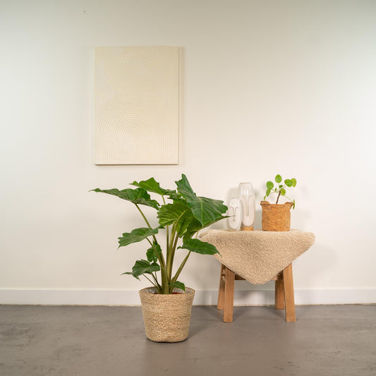 Alocasia Portodora - Ø21cm - ↕80cm + Korb Selin