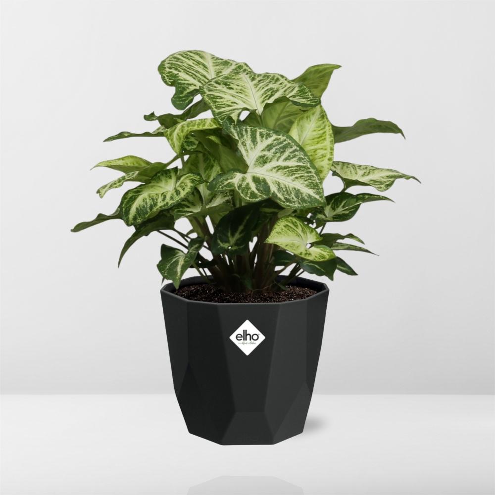 Syngonium Arrow in 14cm b.for rock living black
