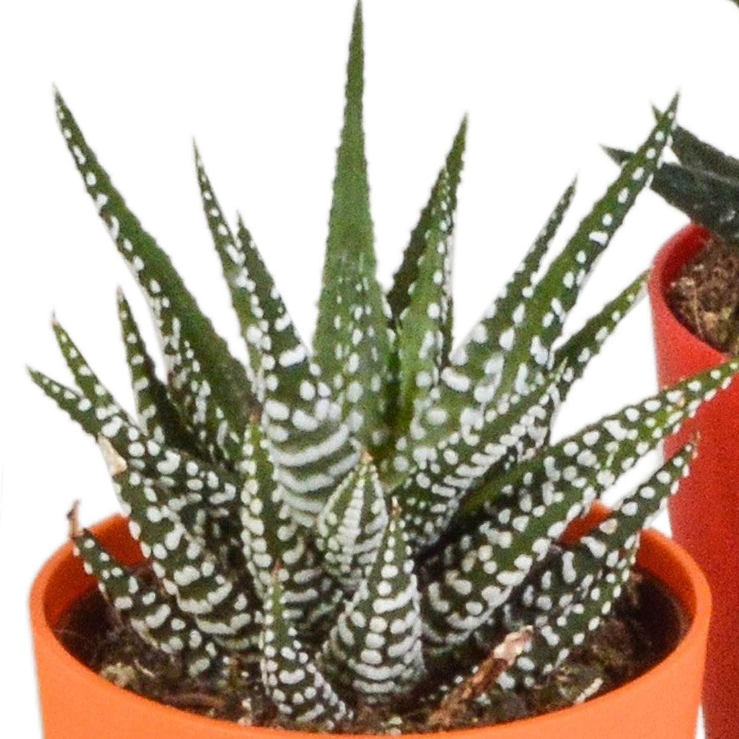Gasterie & Haworthie Mix 5er – Pflegesukkulenten im 5,5cm Topf
