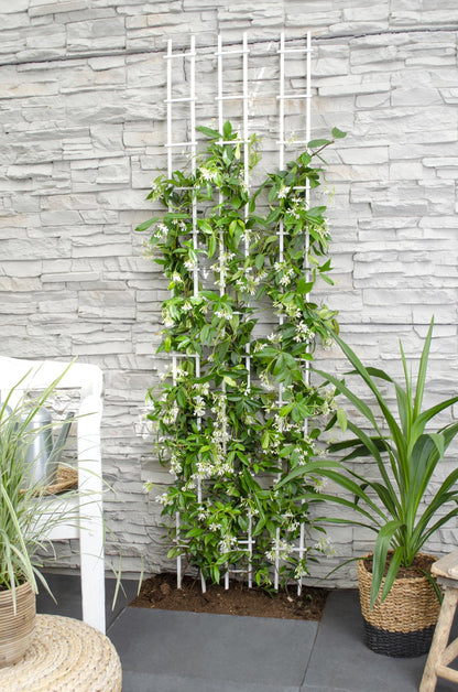Trachelospermum 'Star of Venice' - Toskanischer Jasmin WeiÃŸ - Ø15cm - ↕65cm