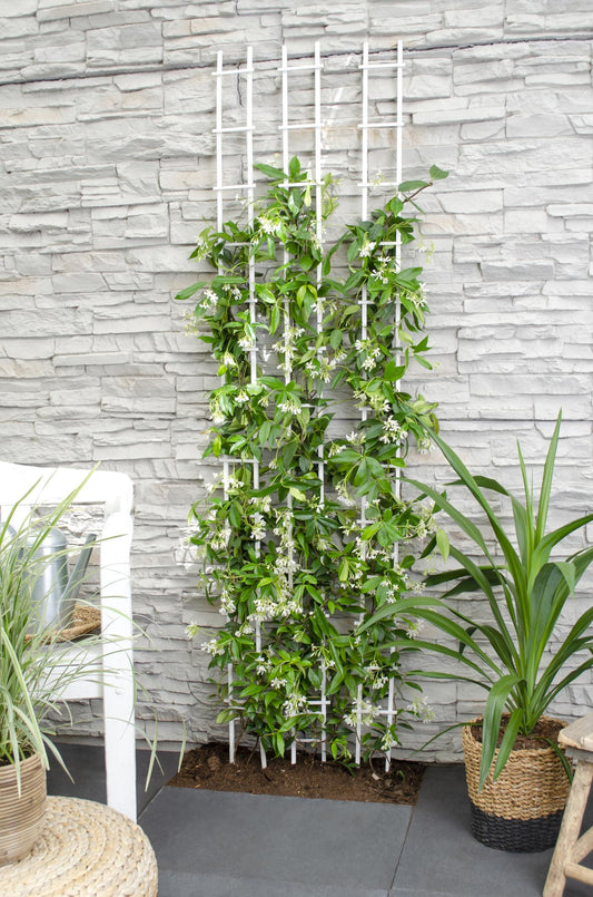 Trachelospermum 'Star of Venice' - Toskanischer Jasmin WeiÃŸ - Ø15cm - ↕65cm