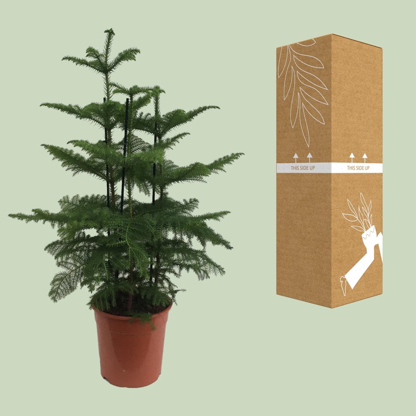 Araucaria (2 Tak) - Ø27cm - ↕110cm