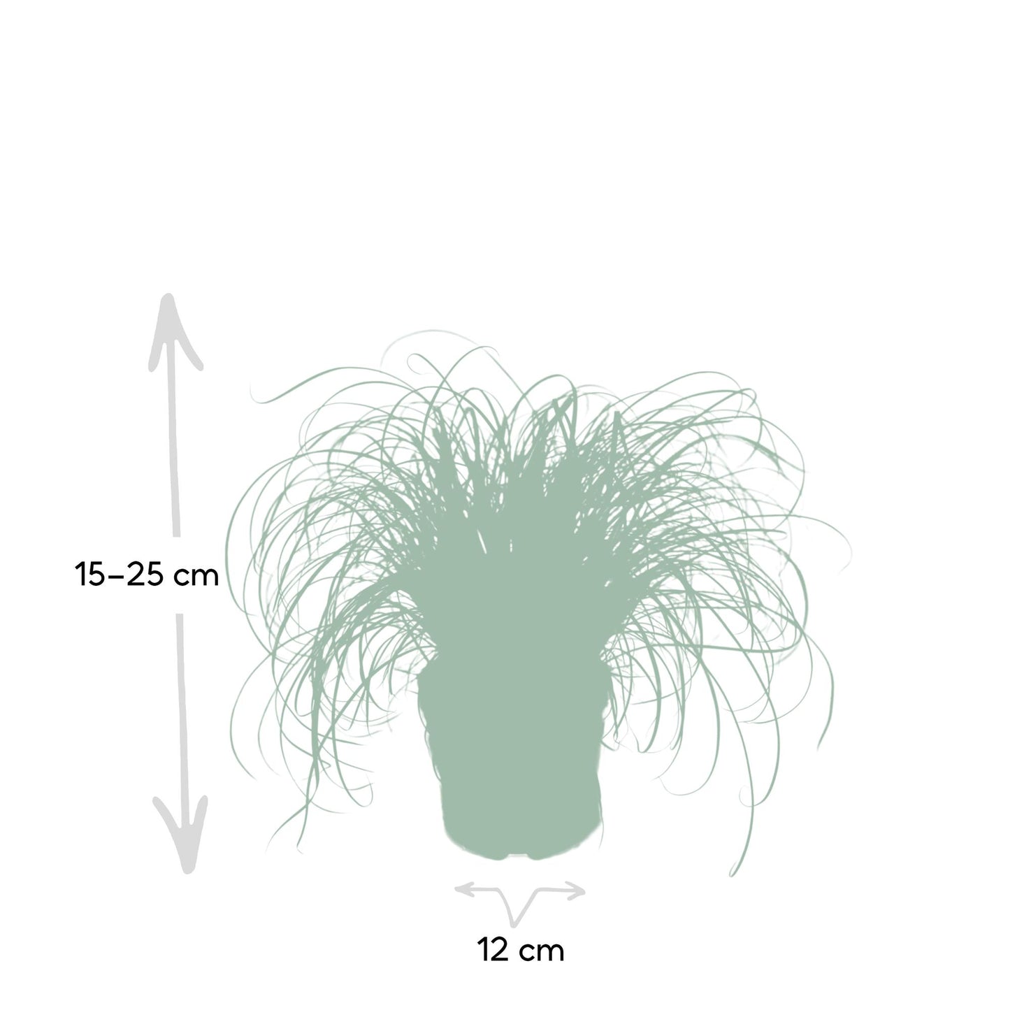 Cyperus Alternifolius - Katzengras - Ø12cm - ↕20cm