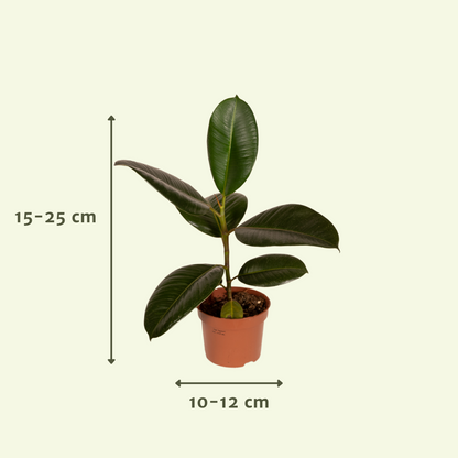 Außenseiterbox  - Ø12cm - 10x