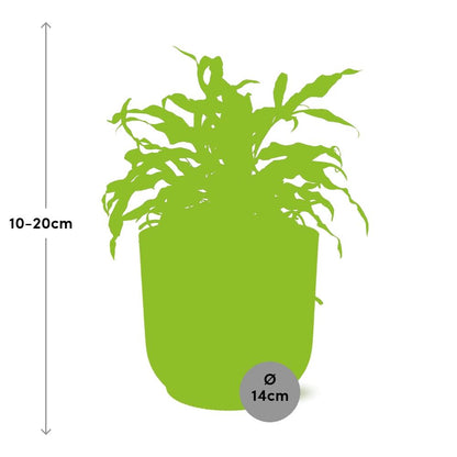 Microsorum Diversifolium in ELHO Vibes Fold 14cm geel