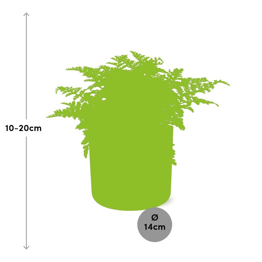 Asplenium Parvati in ELHO b.for soft rond 14cm brique