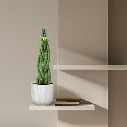 Bogenhanf 'Twist' – 40 cm gedrehte Zimmerpflanze
