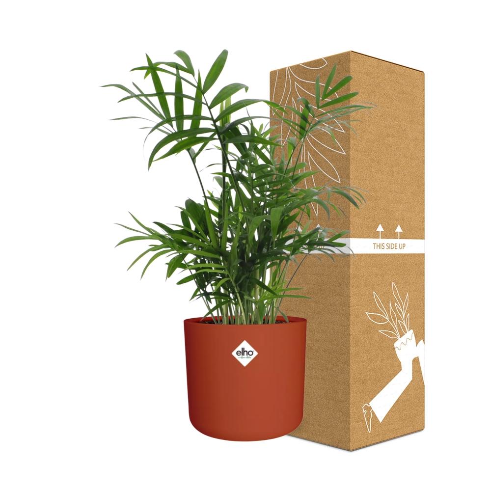 Chamaedorea in ELHO b.for soft rond 14cm brique