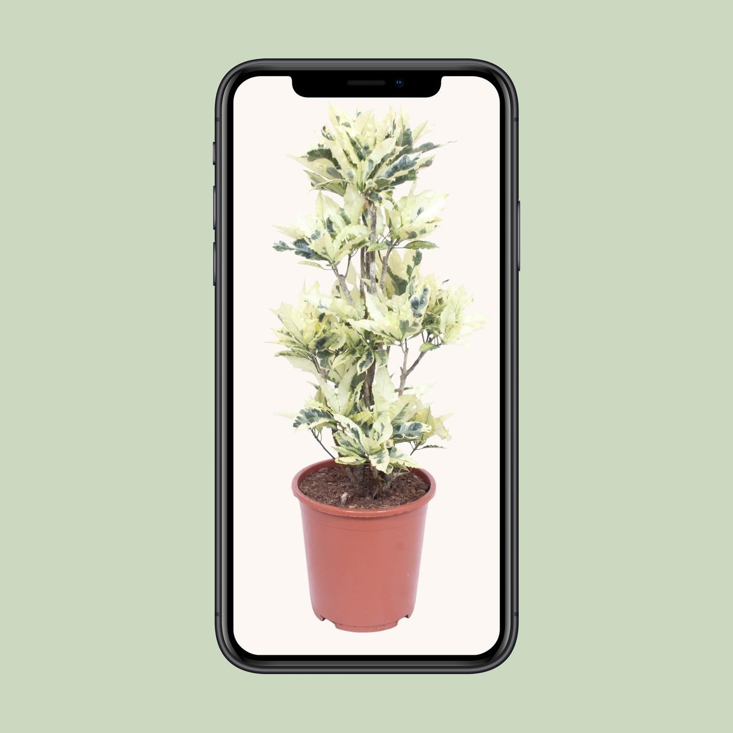 Codiaeum Variegatum Tamara - Ø27cm - ↕100cm