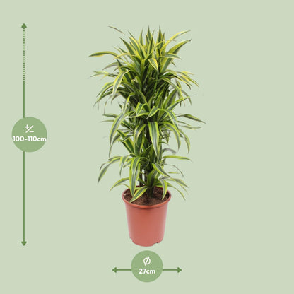Dracaena Lemon Lime - Ø27cm - ↕110cm