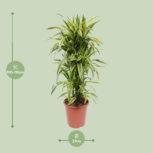 Dracaena Lemon Lime - Ø27cm - ↕110cm