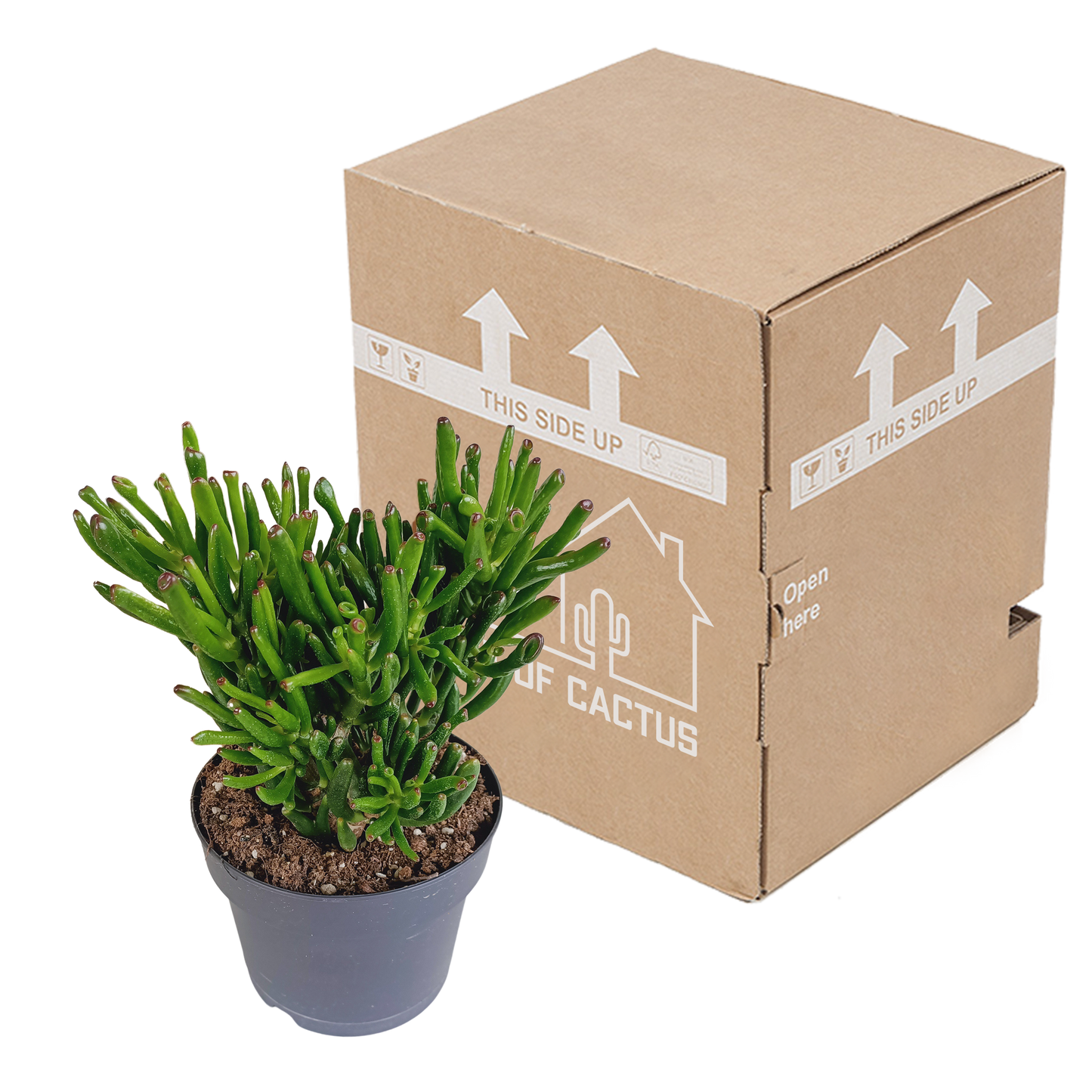 Gollum Jade 17 cm – Fingerstrauch Sukkulente Rarität