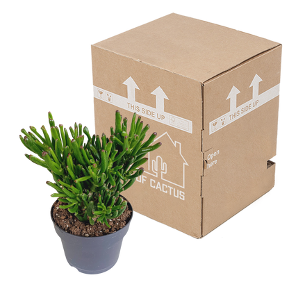 Gollum Jade 17 cm – Fingerstrauch Sukkulente Rarität