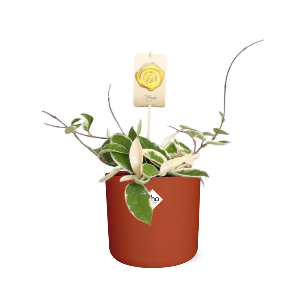 Hoya Carn.’Krimson Queen’ in ELHO b.for soft rond 14cm brique