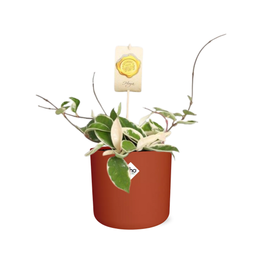 Hoya Carn.’Krimson Queen’ in ELHO b.for soft rond 14cm brique
