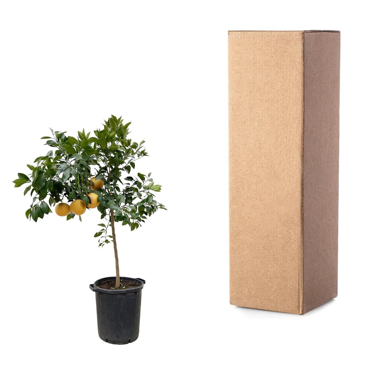 Pampelmuse – 150 cm Mediterrane Zitruspflanze