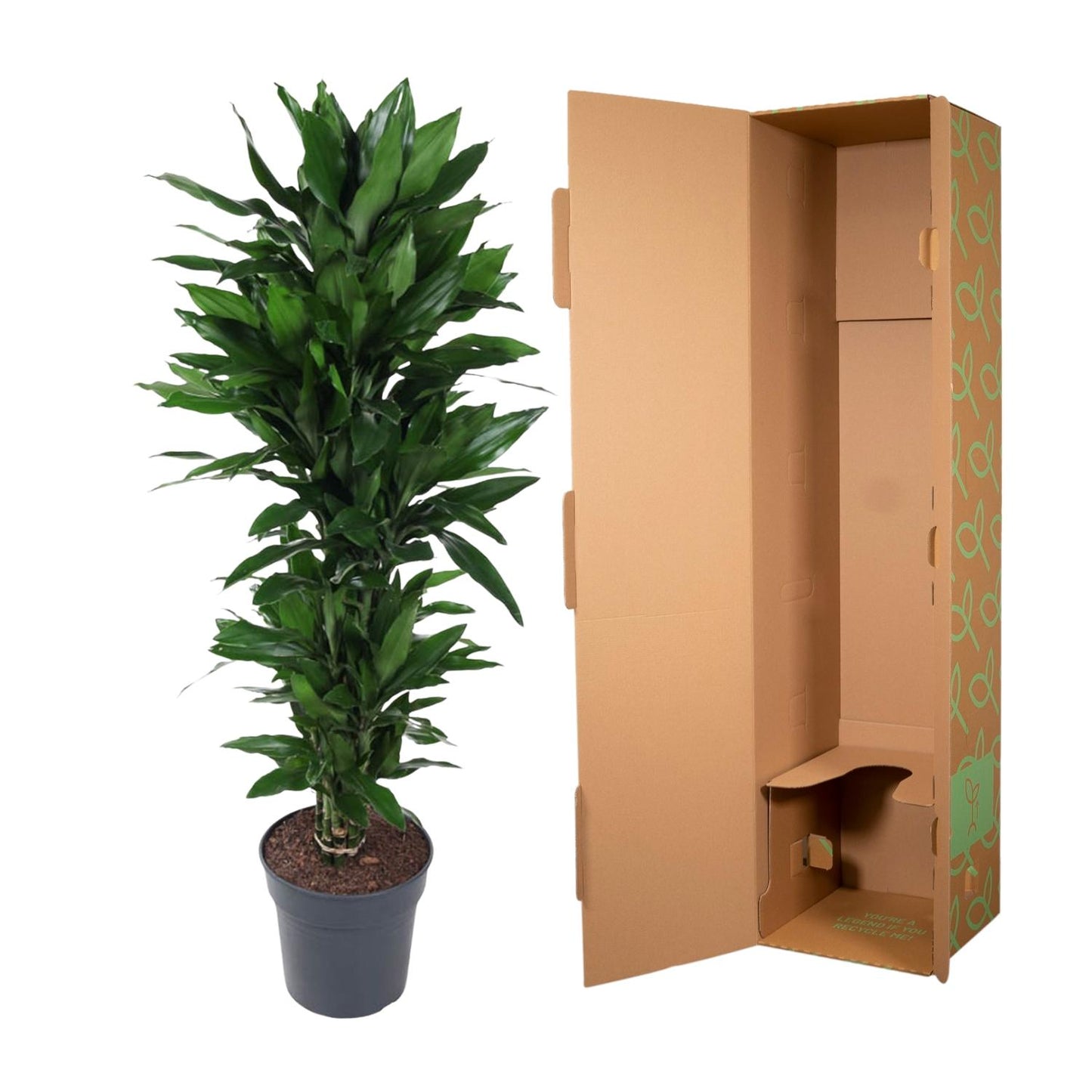 Drachenbaum Janet Lind – Stilvolle & Pflegeleichte Zimmerpflanze 120 cm