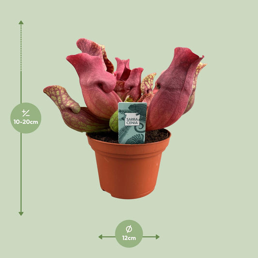 Sarracenia Venosa Red - Ø12cm - ↕20cm