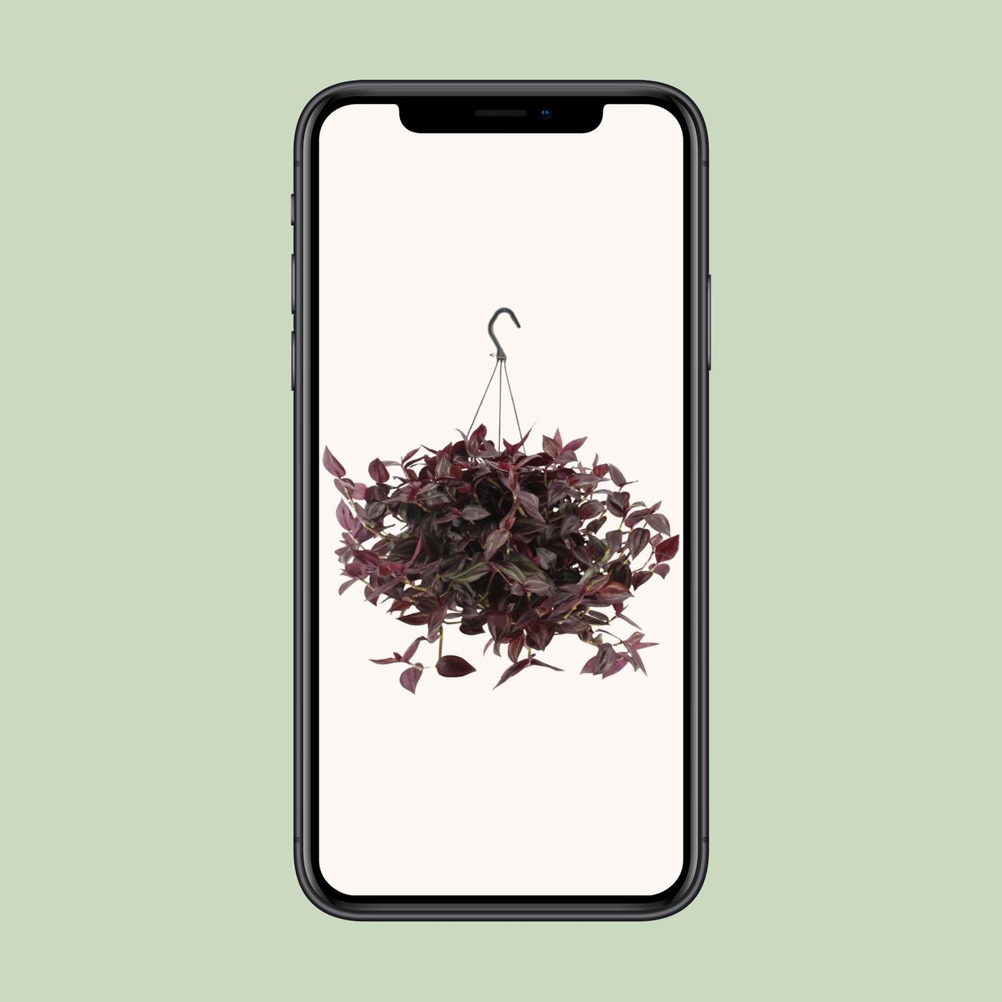 Tradescantia Jewel Red H - Ø17cm - ↕25cm