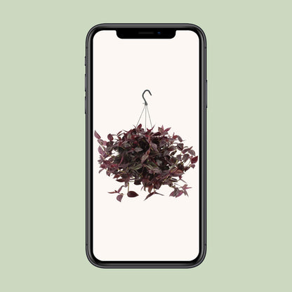 Tradescantia Jewel Red H - Ø17cm - ↕25cm