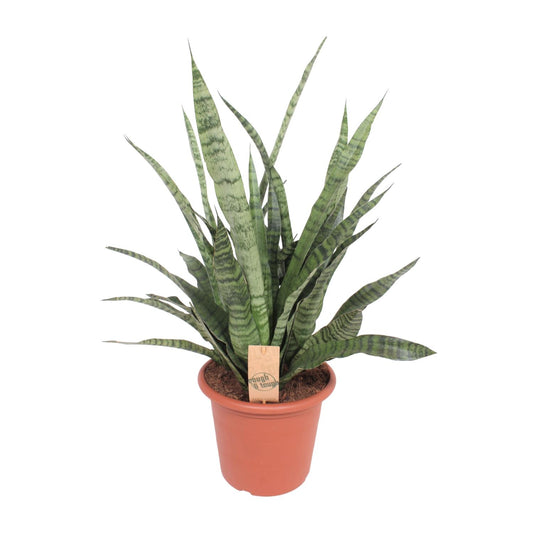 Sansevieria Diamond Green - Ø25cm - ↕80cm
