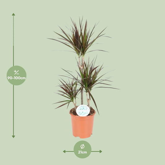 Dracaena Magenta - Ø21cm - ↕95cm