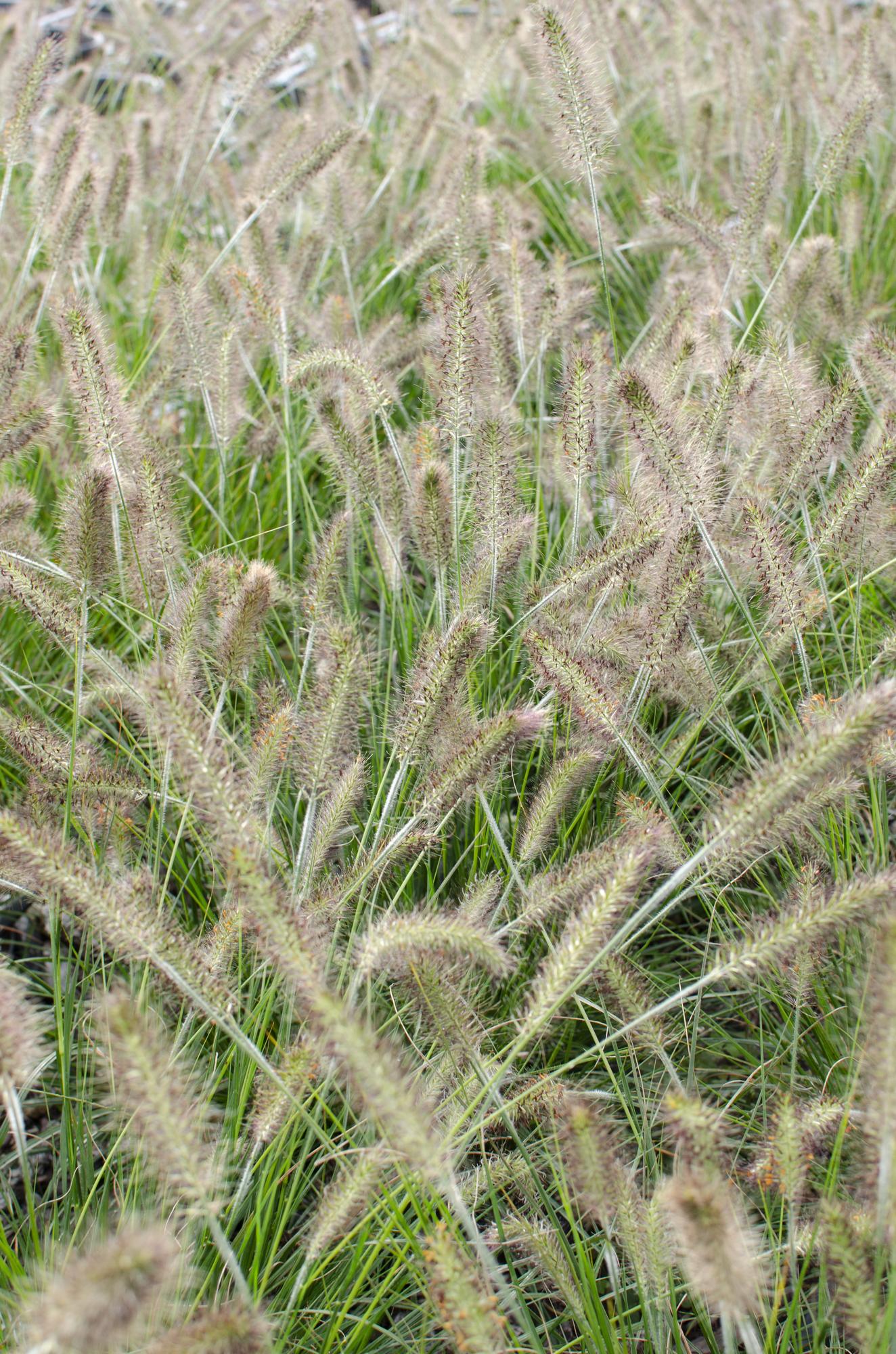Pennisetum alopecuroides 'Hameln' - Ø19cm - ↕40cm - Ø19 - ↨40cm
