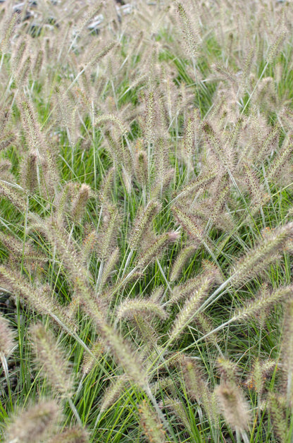 Pennisetum alopecuroides 'Hameln' - Ø19cm - ↕40cm - Ø19 - ↨40cm