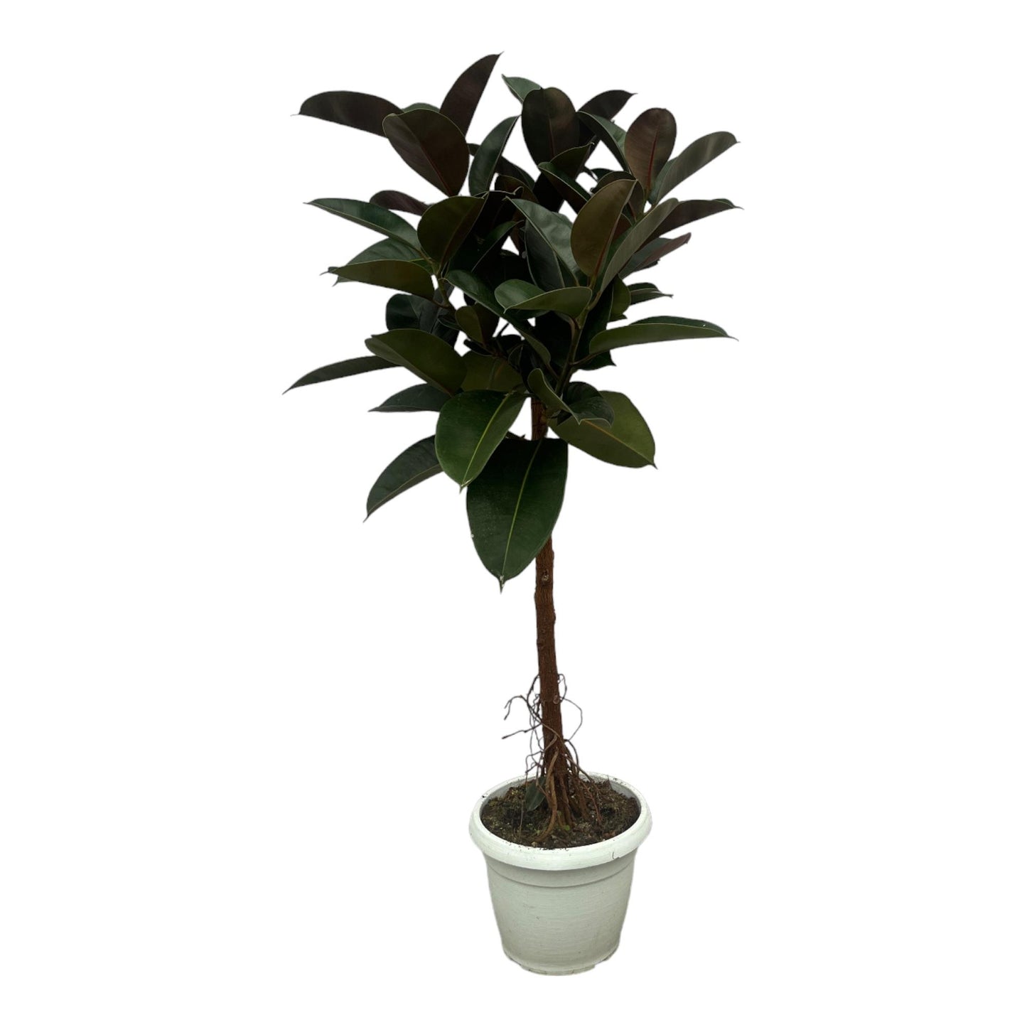 Gummibaum 'Robusta' – 140 cm pflegeleichte Zimmerpflanze