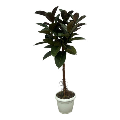 Gummibaum 'Robusta' – 140 cm pflegeleichte Zimmerpflanze