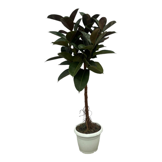 Gummibaum 'Robusta' – 140 cm pflegeleichte Zimmerpflanze