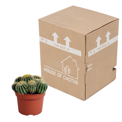 Kugelkaktee 12 cm – Eriocactus warasii mit gelben Stacheln