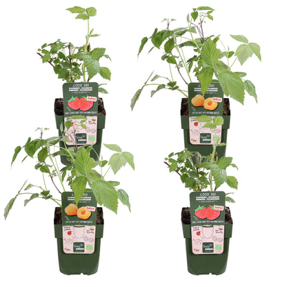 4x - Rubus 'Autumn' - ↨45cm - Ø13