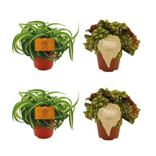 2x Chlorophytum Bonnie + 2x Begonia Rex Zumba - 4 stuks - Ø12cm - ↕20-25cm