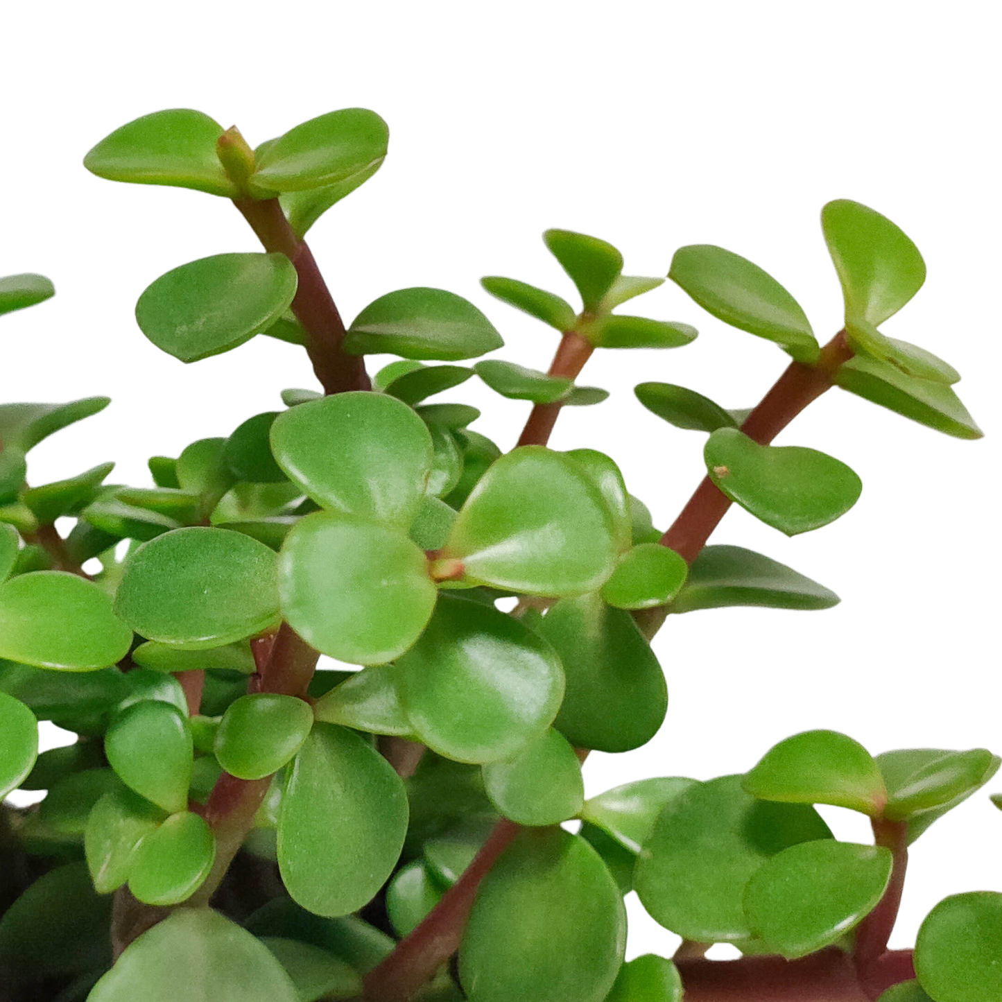Portulaca afra - zonder pot