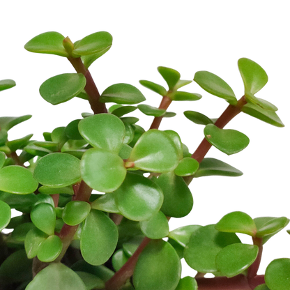 Portulaca afra - zonder pot