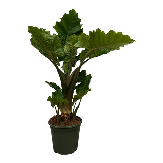 Pfeilblatt 'Low Rider' – 75 cm pflegeleichte Zimmerpflanze