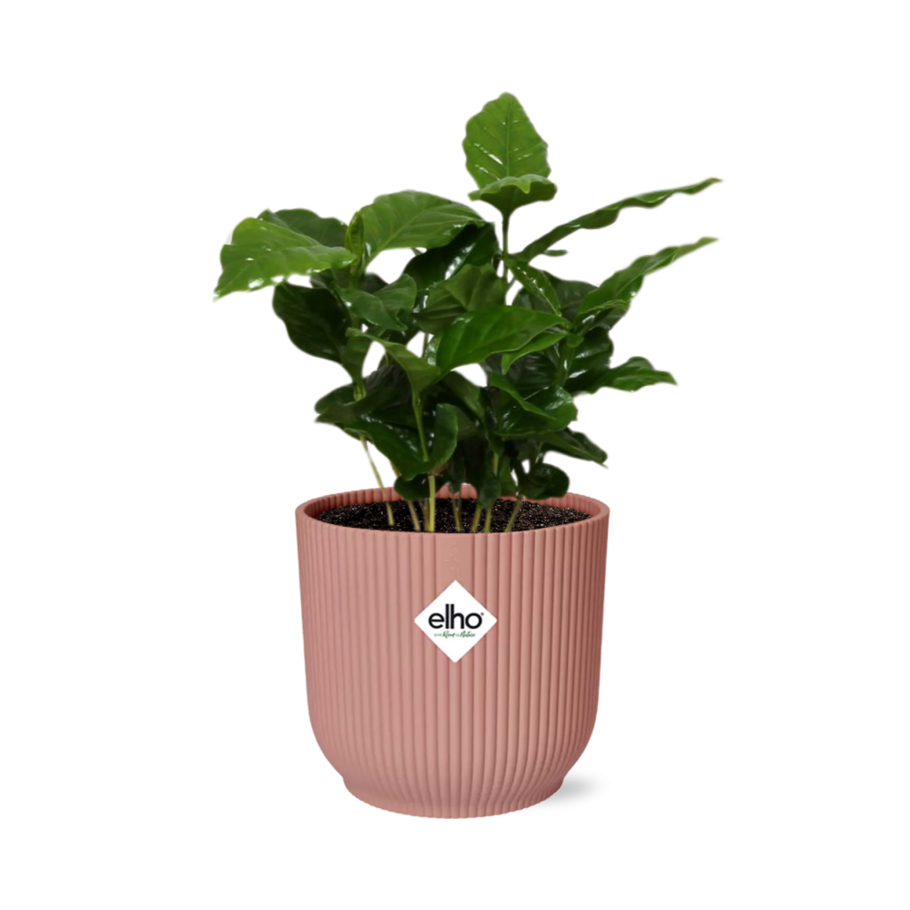 Coffea Arabica in ELHO Vibes Fold 14cm roze