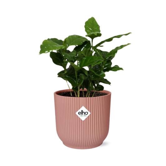 Coffea Arabica in ELHO Vibes Fold 14cm roze